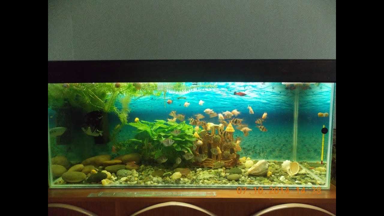 Декор аквариума. какие использовать материалы?