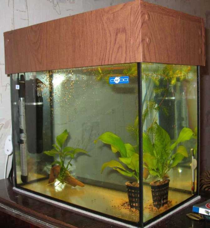 Поделка аквариум своими руками - пошаговая инструкция с фото и видео обзором