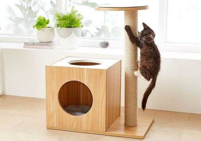 Игровой комплекс для кошек своими руками (23 фото): чертежи и размеры. как сделать красивый настенный комплекс для кота?